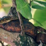 Slender tree boa resting on a tree branch among tropical green leaves in Suriname.