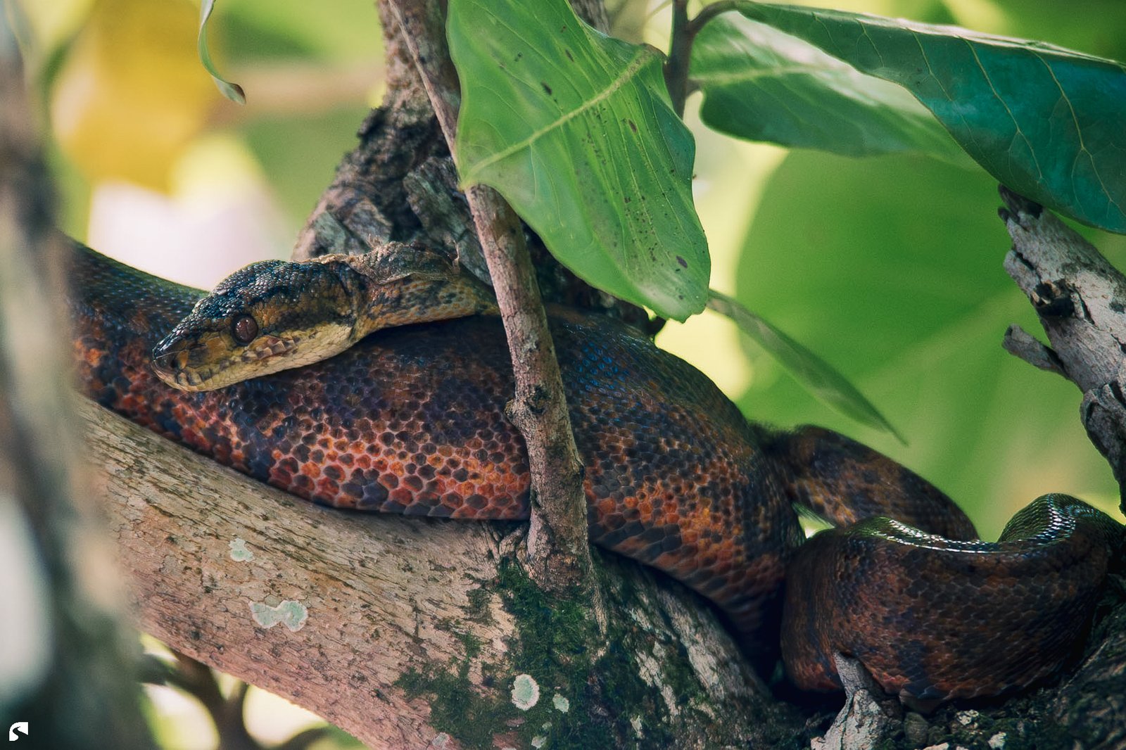 Slender tree boa resting on a tree branch among tropical green leaves in Suriname.