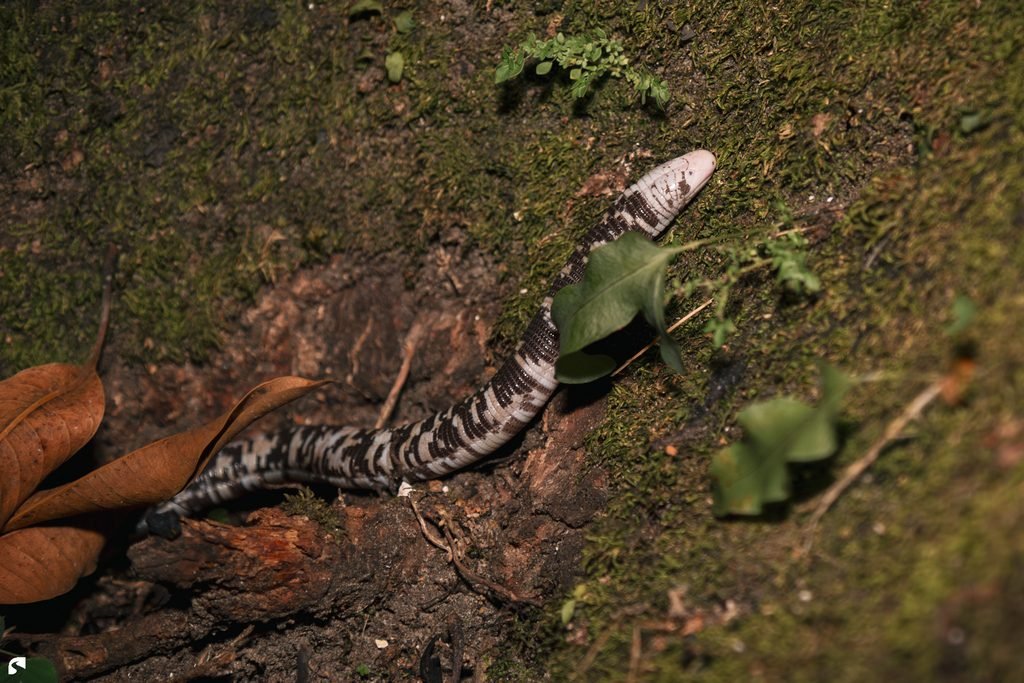 Black-and-white worm lizard moving across a moss-covered forest floor in Suriname.
