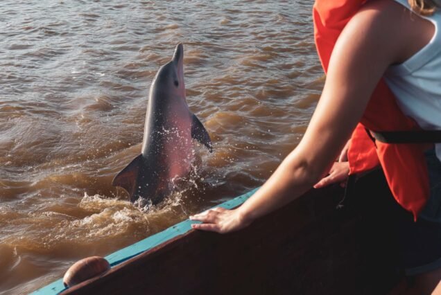Dolphin Watching & Plantation Rust en Werk at Sunset