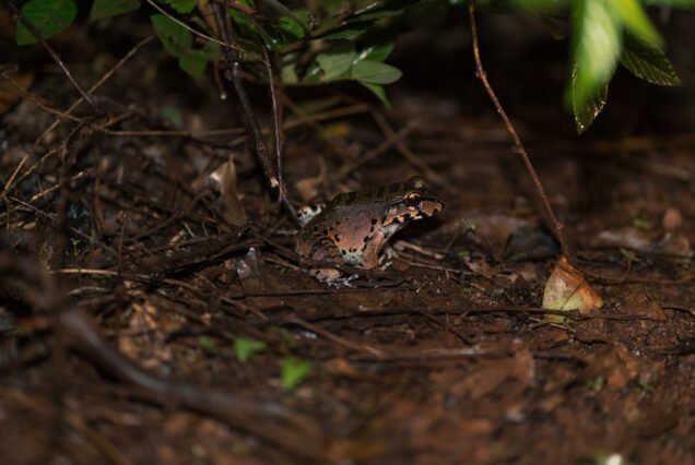 Brownsberg Two-Day Rainforest Adventure