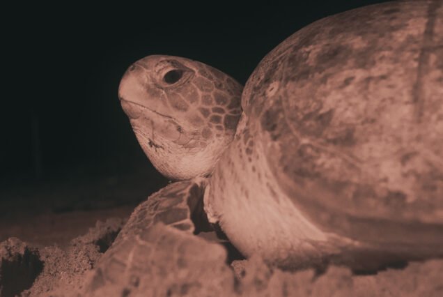 Braamspunt & Sea Turtle Experience