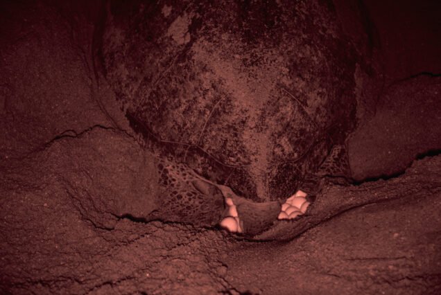 Braamspunt & Sea Turtle Experience