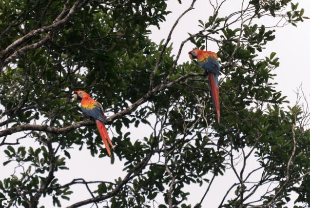 Two scarlet macaws (Ara macao) perched on branches high in a rainforest tree in Suriname.