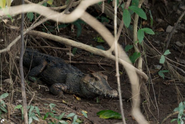 A caiman resting on the muddy forest floor among branches and vegetation in Suriname.