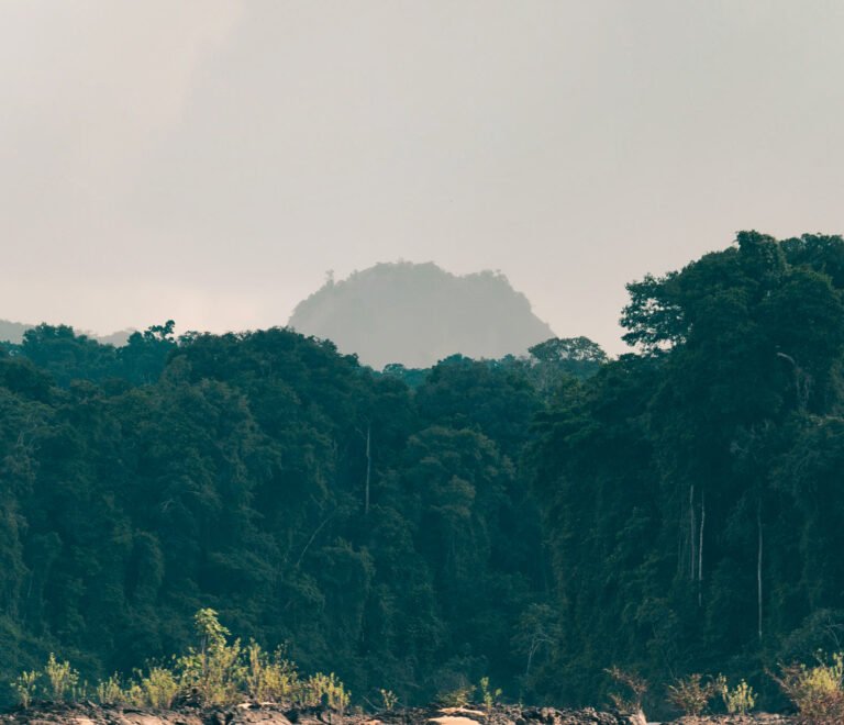 Lush tropical rainforest with a mist-covered mountain rising in the distance in Suriname