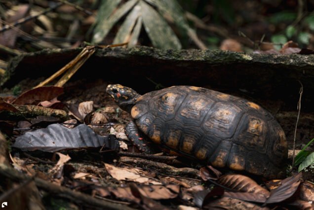 A red-footed tortoise (Chelonoidis carbonarius) walking among fallen leaves and branches on the rainforest floor in Suriname.