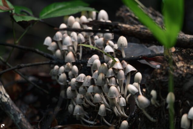 A cluster of small grey and white mushrooms growing on decaying wood among fallen branches and tropical vegetation in Suriname's rainforest.