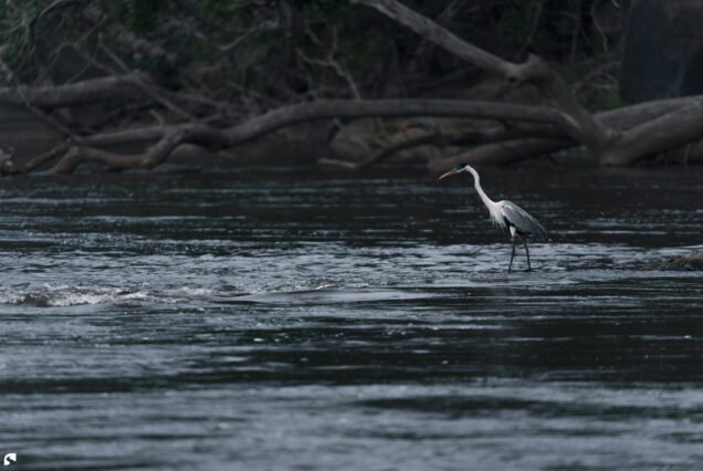 A cocoi heron (Ardea cocoi) standing in shallow flowing water along a forested river in Suriname.