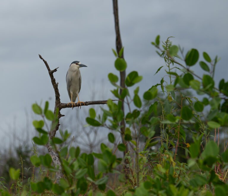 Black-crowned night heron perched on a branch among coastal vegetation in Suriname